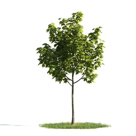 arboles 3d max gratis|arbol 3ds max gratis.